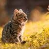 Cat sits outside on green grass