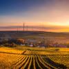 field of crops with wind turbines in background