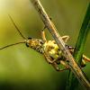 Grasshopper hangs on a twig