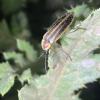 Insect with orange head and black and brown wings sits on a leaf