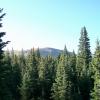 engelmann spruce at Pikie's Peak