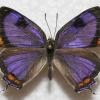 a purple butterfly