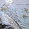 Three polar bears near the North Pole