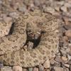 Prairie rattlesnake