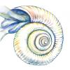 pteropod