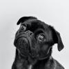 Pug dog.