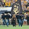 Ralphie running at the 2013 Rocky Mountain Showdown