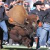 Ralphie V running on football field with handlers