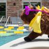 Ralphie at the pool