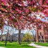 Spring blossoms on the CU Boulder campus.
