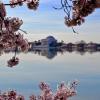 Cherry blossoms and the Jefferson Memorial