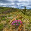 Pink flowers in the Rocky Mountains