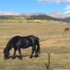 horses in a field with mountains in the background