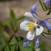 Purple and white flower