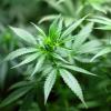 Marijuana: (Credit: Pixabay)