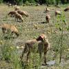 Sheep grazing in a farm