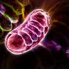 Mitochondria