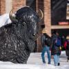 snow-covered buffalo statue on campus