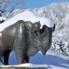 Snowy buffalo statue on campus