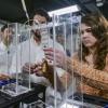 Students look over research project