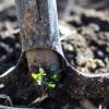 a photo of a shovel in dirt