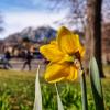 yellow flower on campus