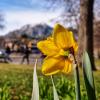 Yellow flower on campus