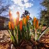 yellow tulips on the first day of spring in 2018