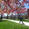 Campus community member walks by spring blossoms on a tree at Norlin Quad, April 2017