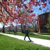 A flowering tree is seen on campus.
