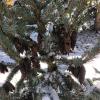 Bruns Serbian spruce is the latest addition to the species of trees on campus
