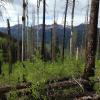 Forest in San Juan mountains