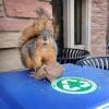 Squirrel on a compost container.