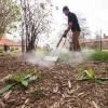 Grounds technician Pedro Vasquez uses a machine that provides hot steam to safely kill weeds