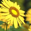 Several sunflowers grow in a field