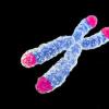 Telomeres