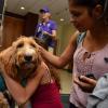Students gathering to pet therapy dog Scarlett Nohara in Norlin Library