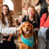 Therapy dog