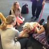 Therapy dog