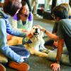 Students pet therapy dog in Gemmill Library