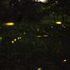Swarm of fireflies in the woods