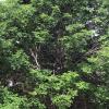 Tree infected with emerald ash borer insects