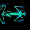 CT scan of a frog in vivid colors.