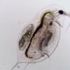 zooplankton (Daphnia dentifera) 