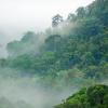 a forest shrouded in fog