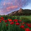 Red poppies in a field with Flatirons in the background