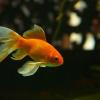 Goldfish swimming in an aquarium