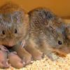 Prairie voles