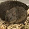 Prairie voles