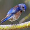 A western bluebird